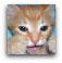 LOLCATS