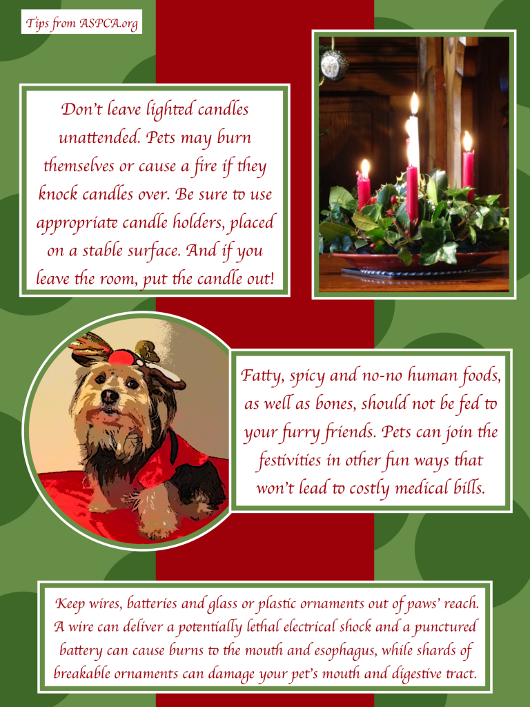 Tips for keeping your pet safe this holiday